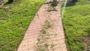 Mantención de áreas verdes